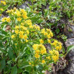 Echte guldenroede (biologisch)