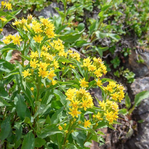 Echte guldenroede (biologisch)