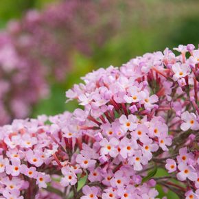 Vlinderstruik Pink Delight (biologisch)