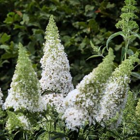 Vlinderstruik White Profusion (biologisch)