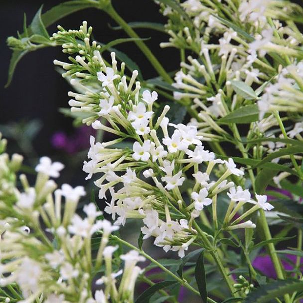 Schmetterlingsstrauch 'Snow White' (BIO)