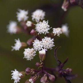 Koninginnekruid  Chocolate (biologisch)