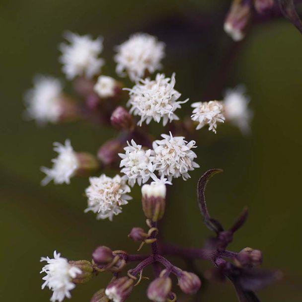 Koninginnekruid  Chocolate (biologisch)