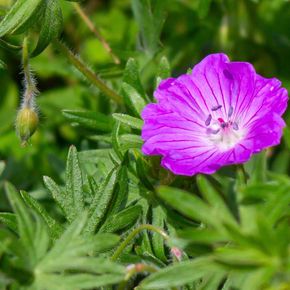 Ooievaarsbek sanguineum (biologisch)