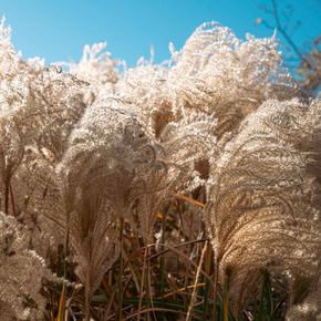 Prachtriet Kleine Silberspinne (biologisch)