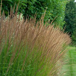 Pijpestrootje Moorhexe (biologisch)