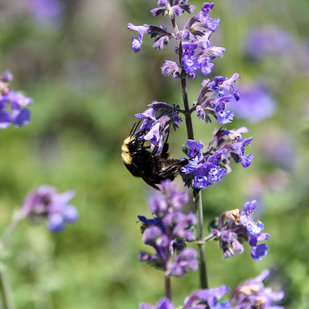 Kattenkruid Cats Pajamas (biologisch)