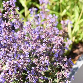 Kattenkruid Purssian Blue (biologisch)