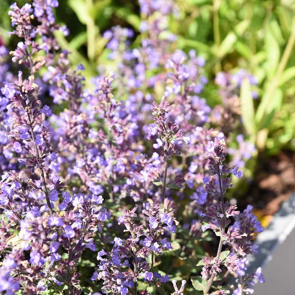 Kattenkruid Purssian Blue (biologisch)