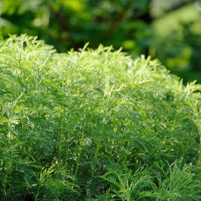 Colakruid (biologisch)