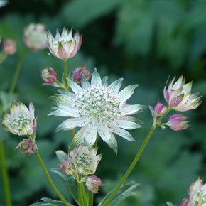 Zeeuws knoopje (biologisch)