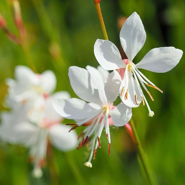 Prachtkaars Sparkle White (biologisch)