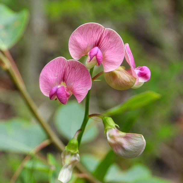 Waldplatterbse (BIO)