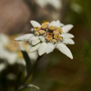 Edelweis (biologisch)