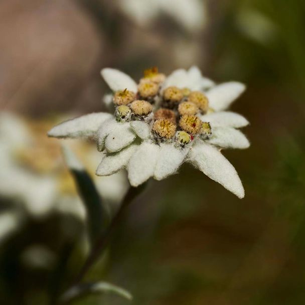 Edelweis (biologisch)