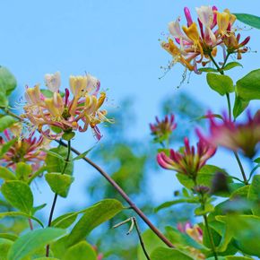 Kamperfoelie (biologisch)