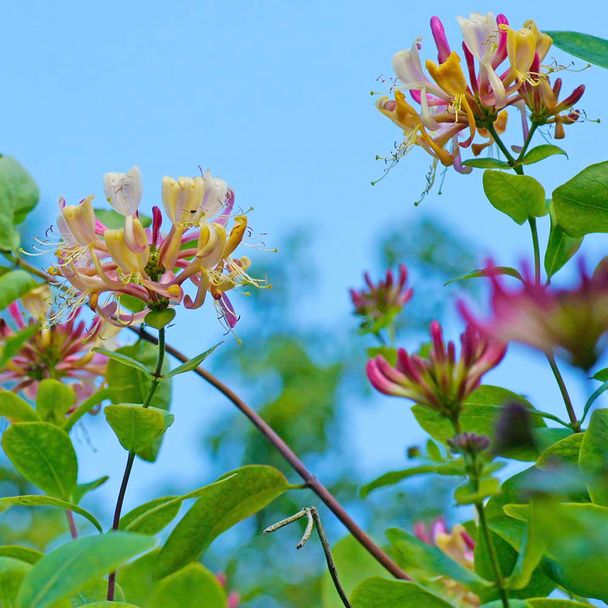 Kamperfoelie (biologisch)