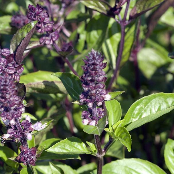 Koningskruid (biologisch)