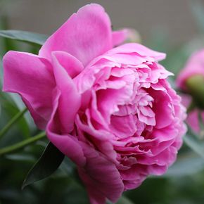 Pioenrozen Alexander Fleming (biologisch)