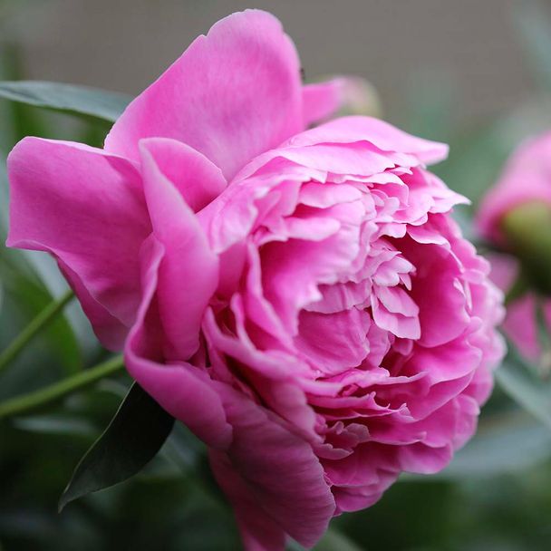 Pioenrozen Alexander Fleming (biologisch)