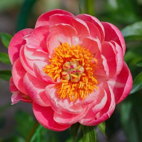 Pioenrozen Coral Sunset (biologisch)