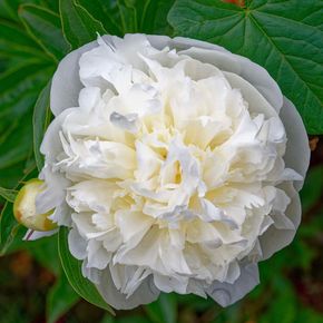 Pioenrozen Duchesse de Nemours (biologisch)