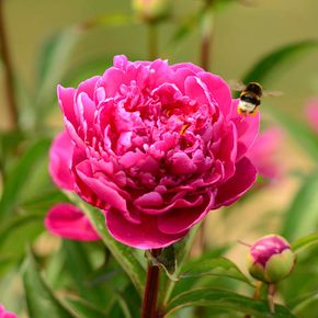 Pioenrozen Karl Rosenfield (biologisch)