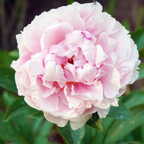 Pioenrozen Red Sarah Bernhardt (biologisch)