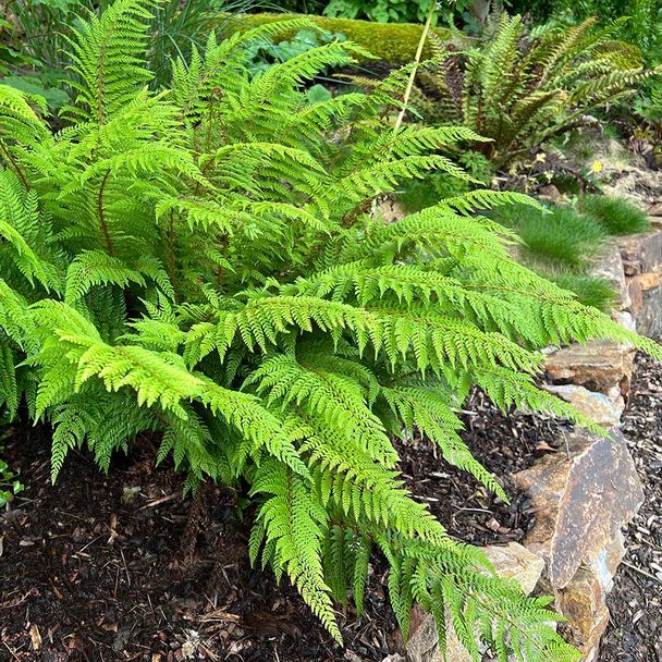 Zachte naaldvaren Herrenhaus (biologisch)