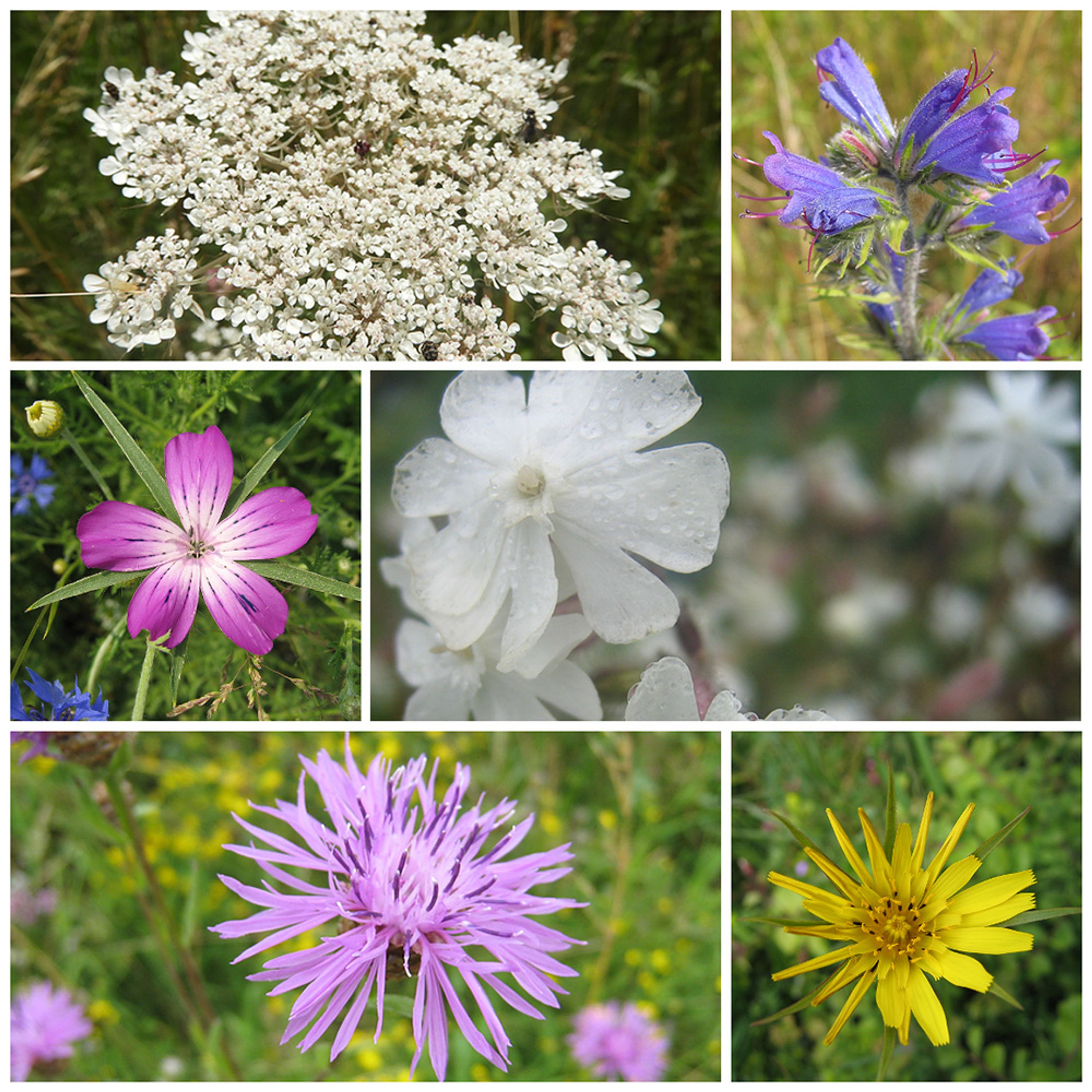 Ecoflora Flowerpower bloemzaden mix | Bloemenmengsels en bloemzaden | Geschikt voor: koolmees | Viva