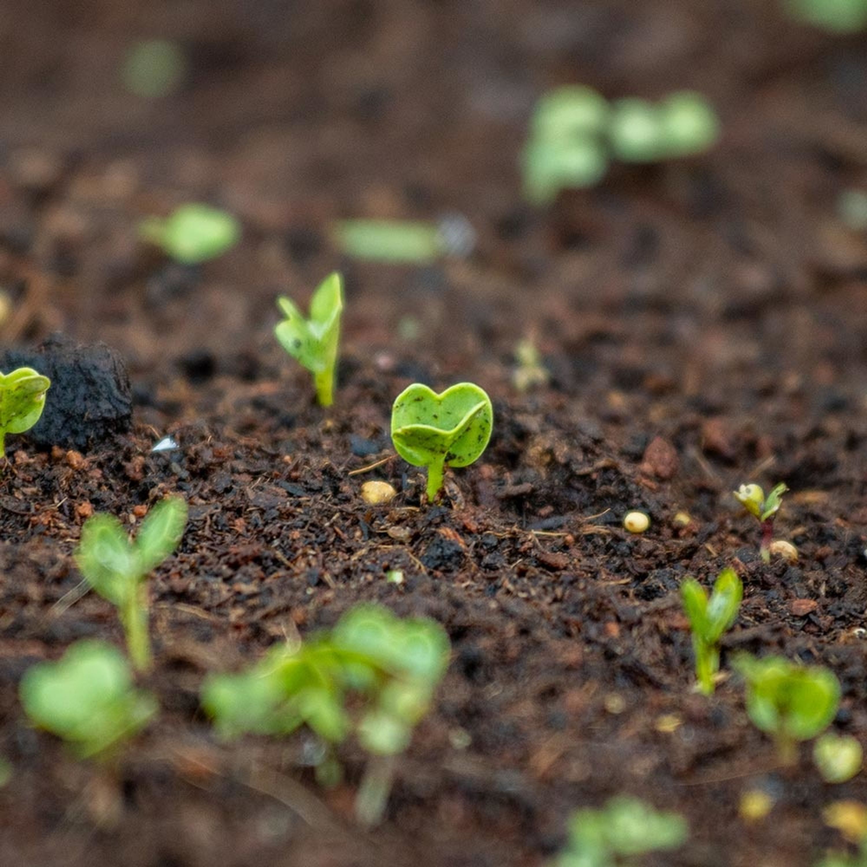 Buzzy® Organic Blumenmischung Bienen (BIO) | Buzzy Bio Organic