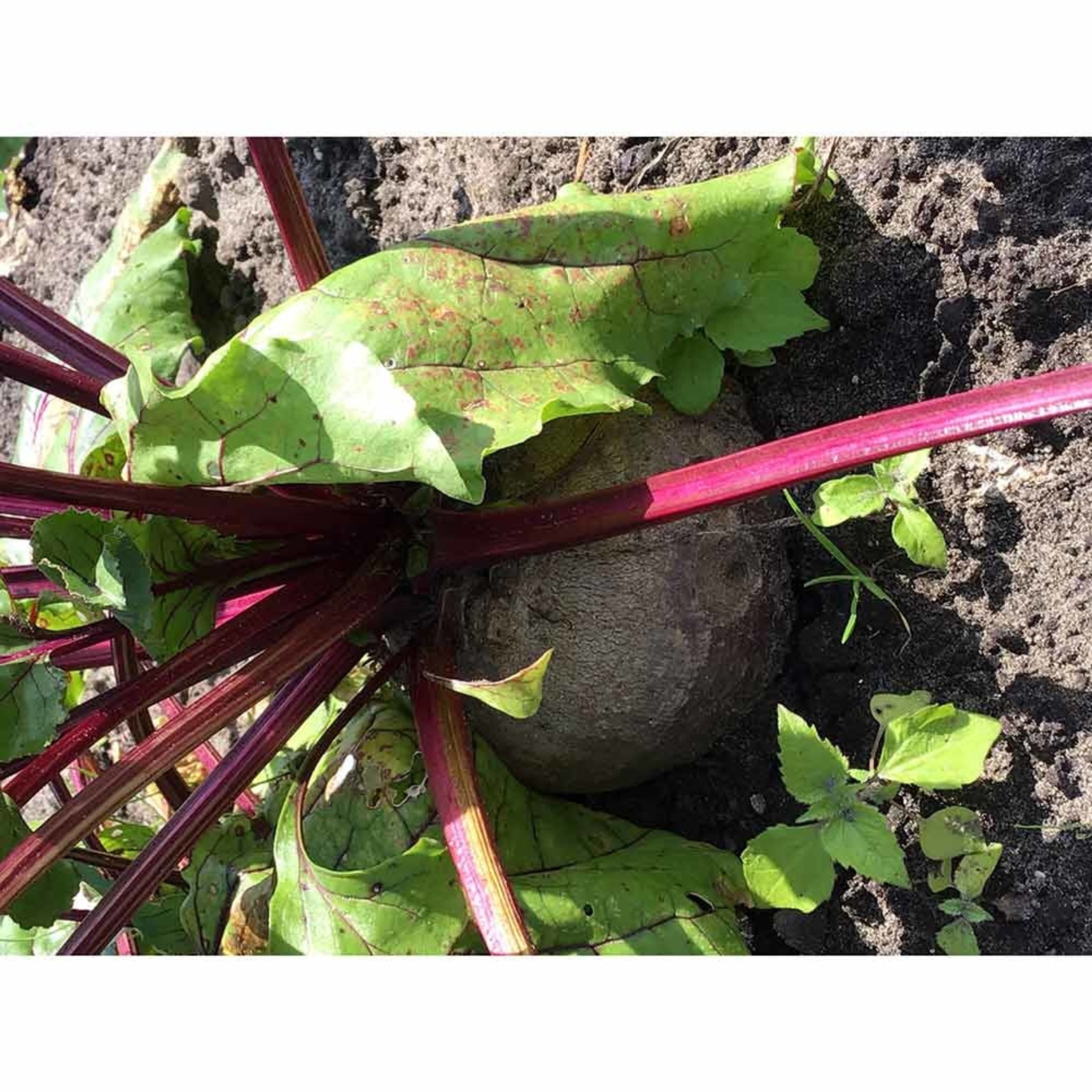 Buzzy® Organic Rote Rüben Ägyptis Plattrunde | Buzzy Bio Organic