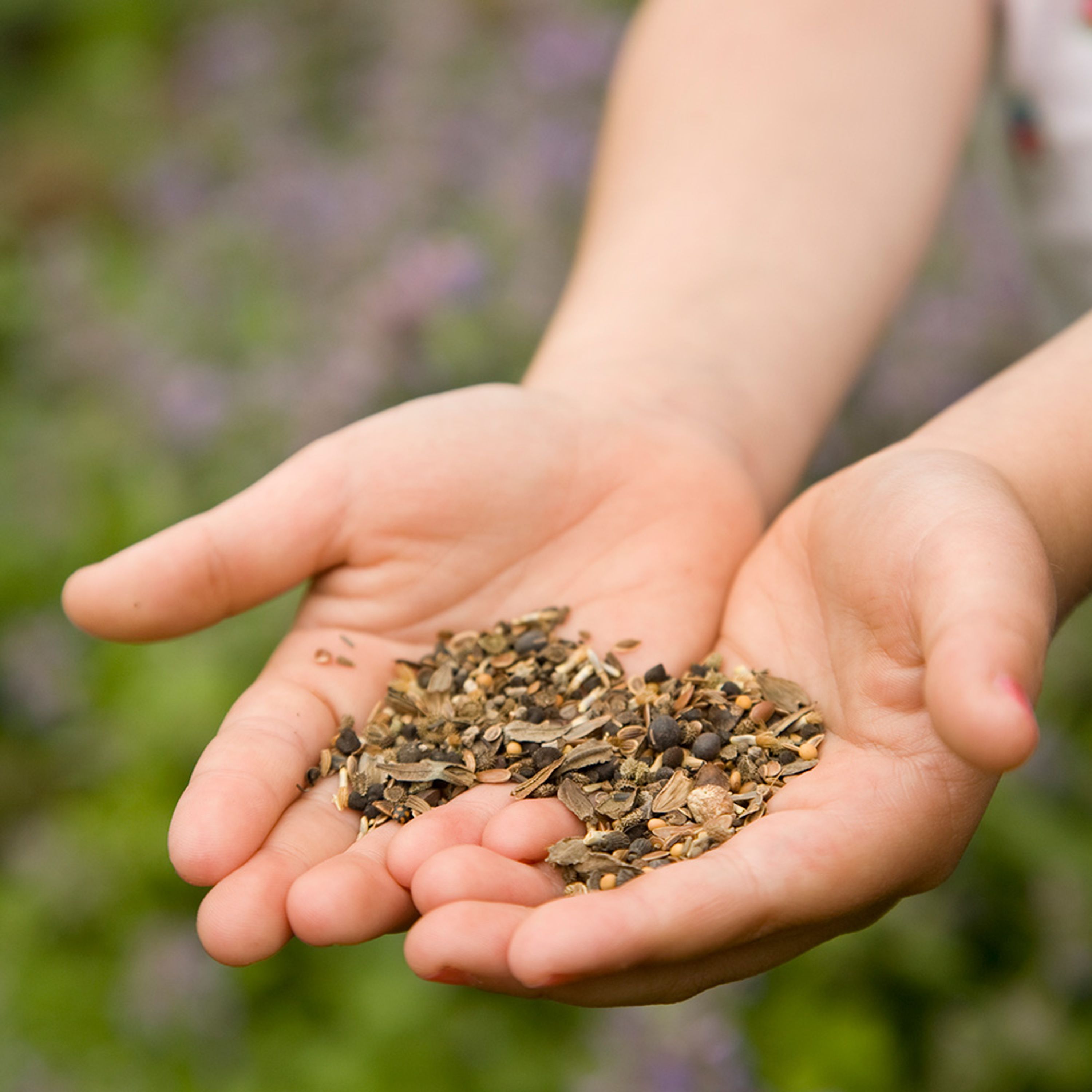 Schmetterlings-Blumenmischung | CJ Wildlife