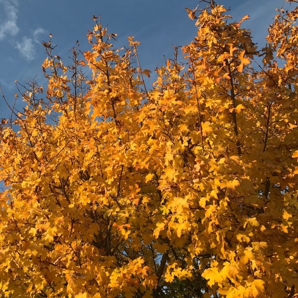 Spaanse aak / Veldesdoorn (biologisch)