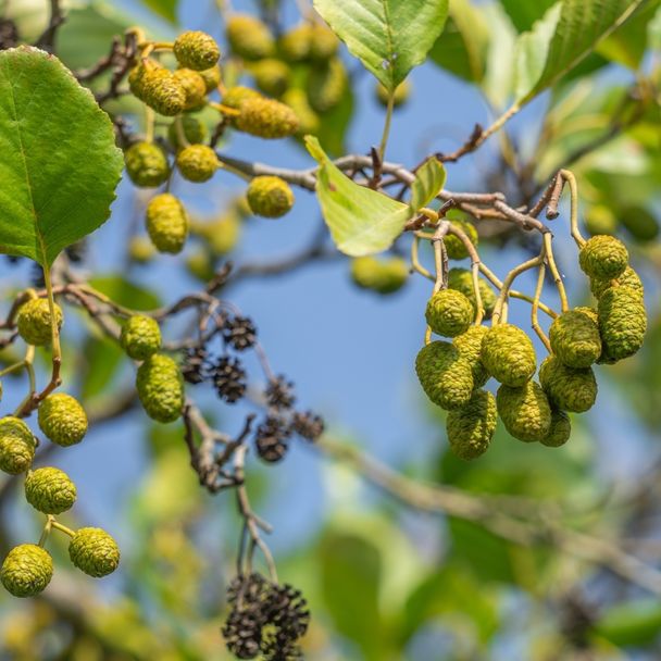 Zwarte els (biologisch)