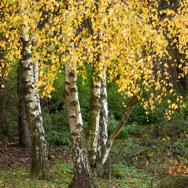 Ruwe Berk (biologisch)
