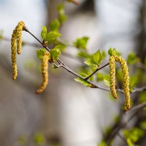 Haagbeuk (biologisch)