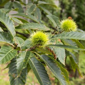 Tamme kastanje (biologisch)