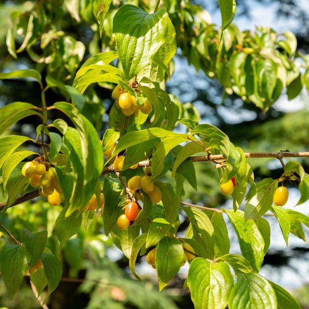 Gele kornoelje (biologisch)