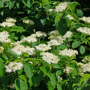 Rode kornoelje (biologisch)