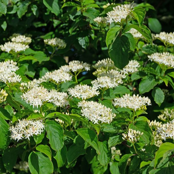 Rode kornoelje (biologisch)