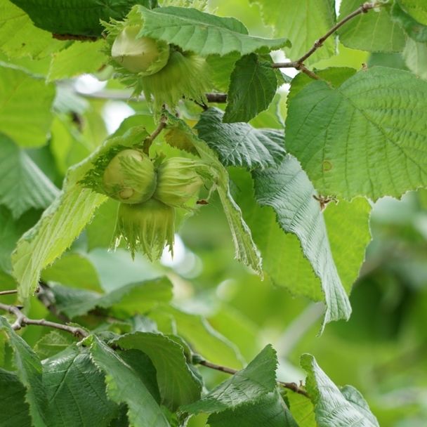 Hazelaar (biologisch)