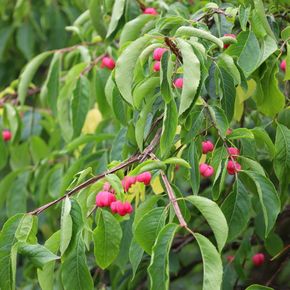 Wilde kardinaalsmuts (biologisch)
