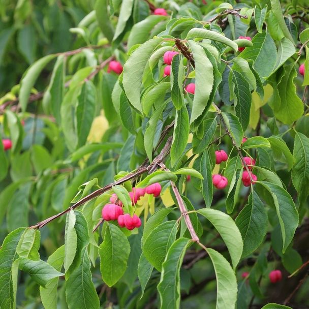 Wilde kardinaalsmuts (biologisch)