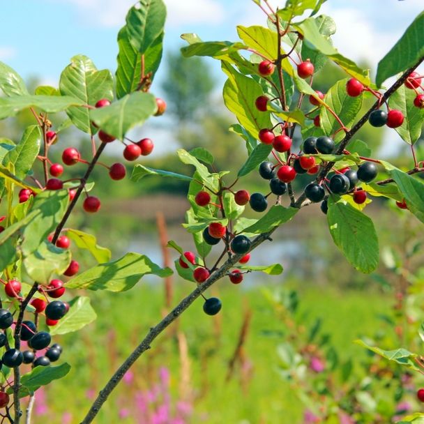 Vuilboom / Sporkehout (biologisch)