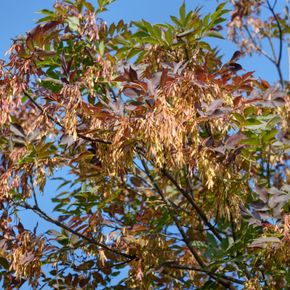 Gewone es (biologisch)