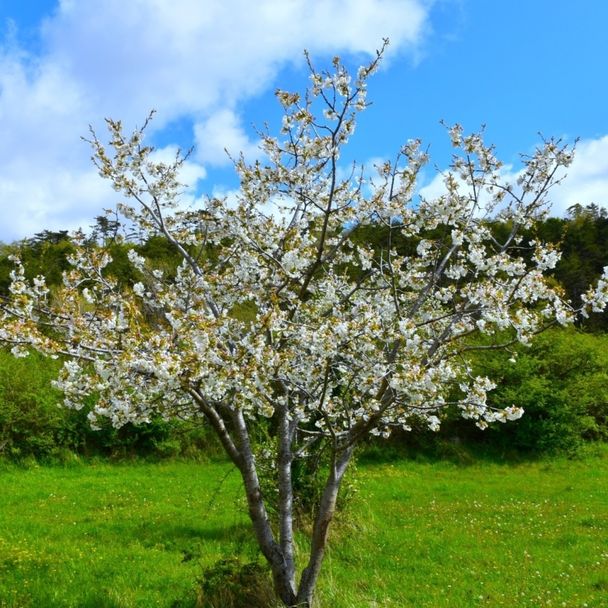Zoete kers / Boskriek (biologisch)