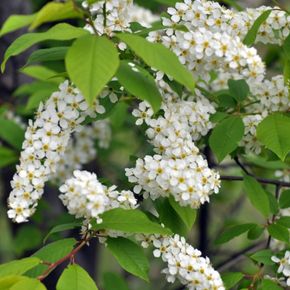 Inheemse vogelkers (biologisch)