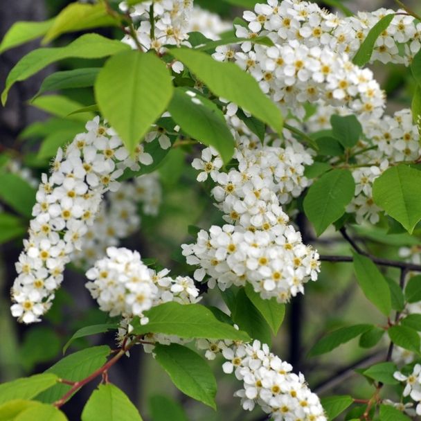 Inheemse vogelkers (biologisch)