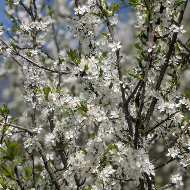 Sleedoorn (biologisch)